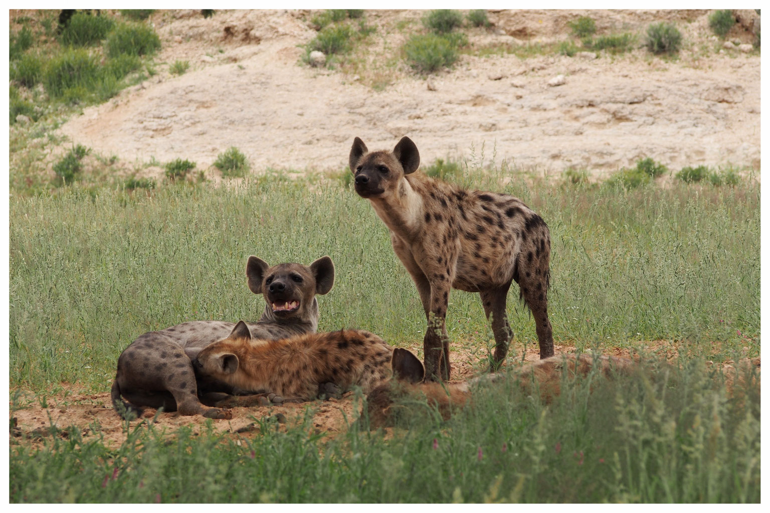 Les Autres Predateurs De Namibie Guide Namibie