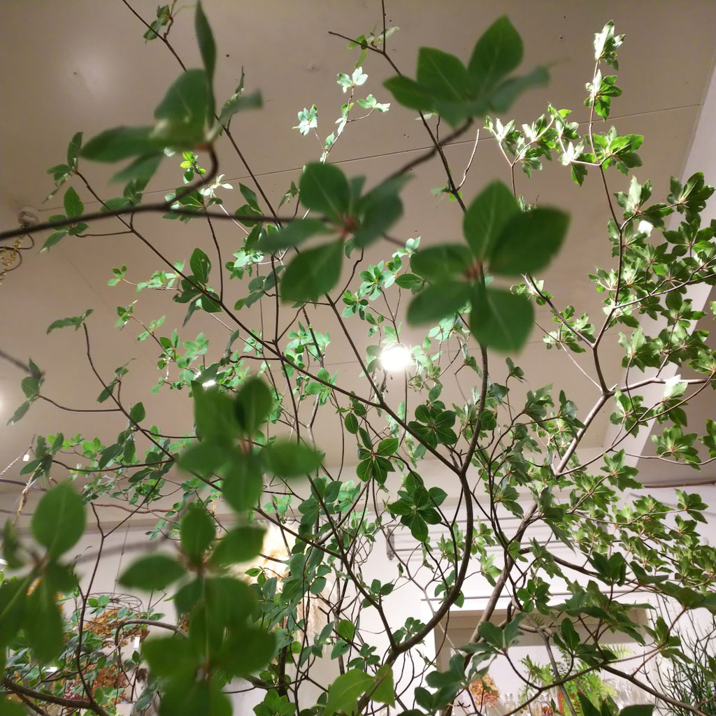 ドウダンツツジ入荷しました 福岡市西区 花と雑貨のお店 Queue Flower And Life Wear ドウダンツツジ入荷しました 福岡市西区 花と雑貨のお店 Queue Flower And Life Wear