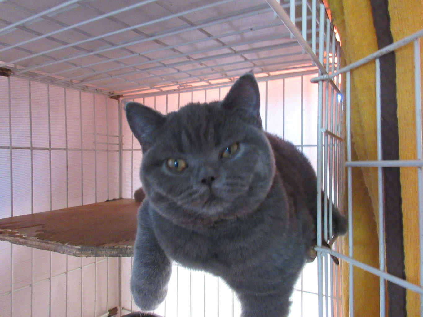 里親募集 - 長野県上田市の猫専門ブリーダーキャンディメイ