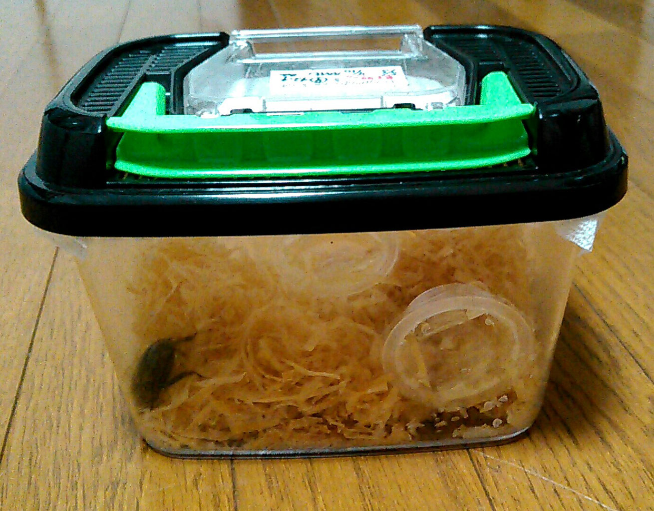 飼育 ケース カブトムシ