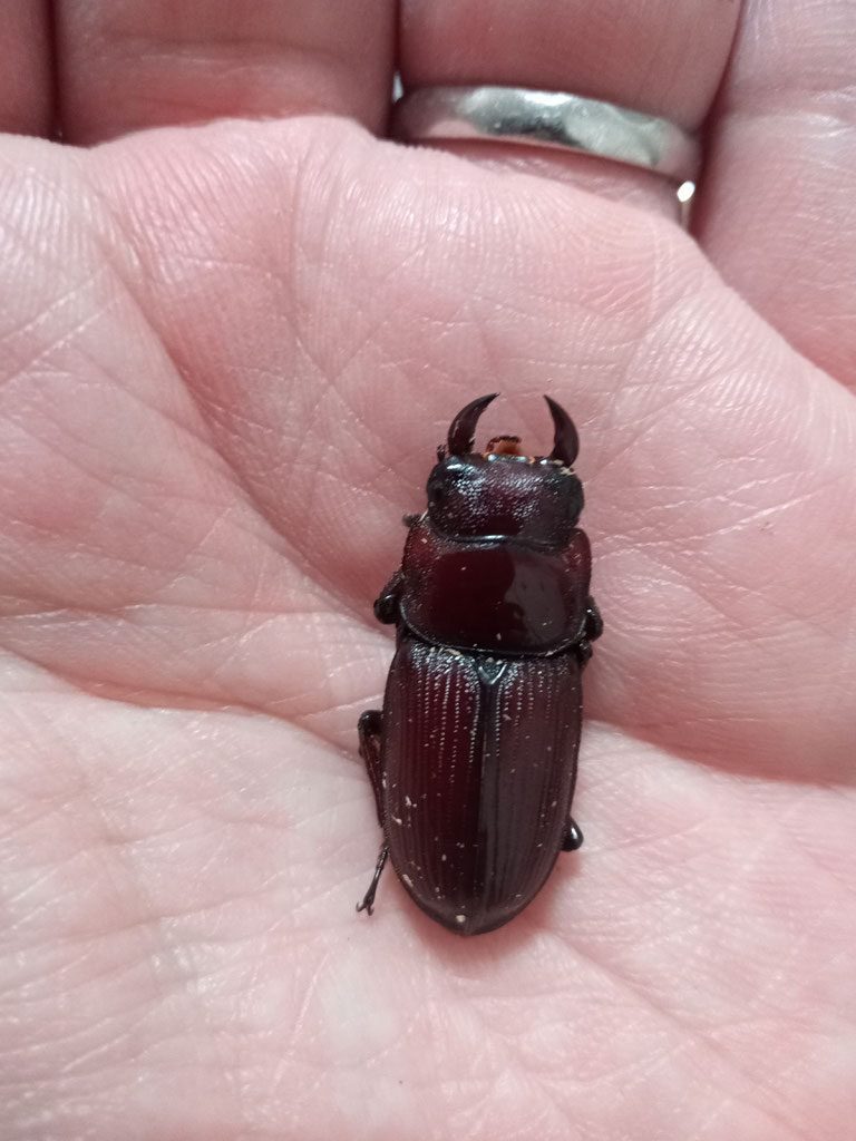 【福袋セール】の商品 国産オオクワガタの成虫飼育 - Nippolska その他