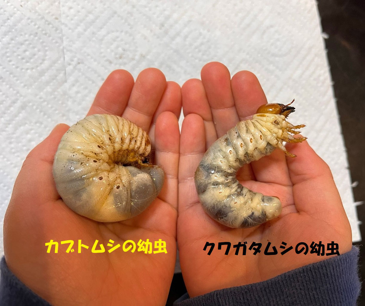 国産カブトムシの幼虫飼育 Nippolska