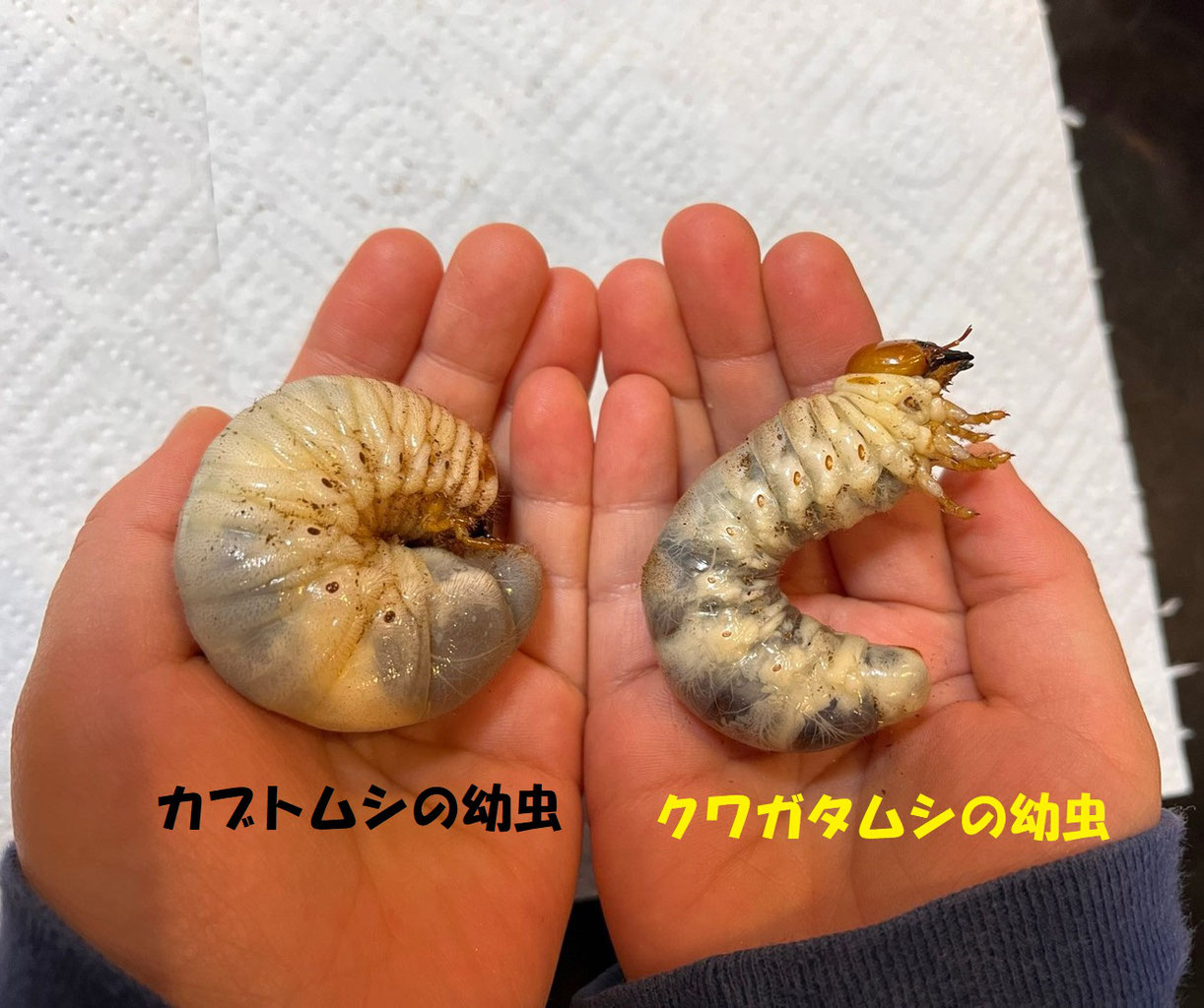 国産オオクワガタの幼虫飼育 Nippolska