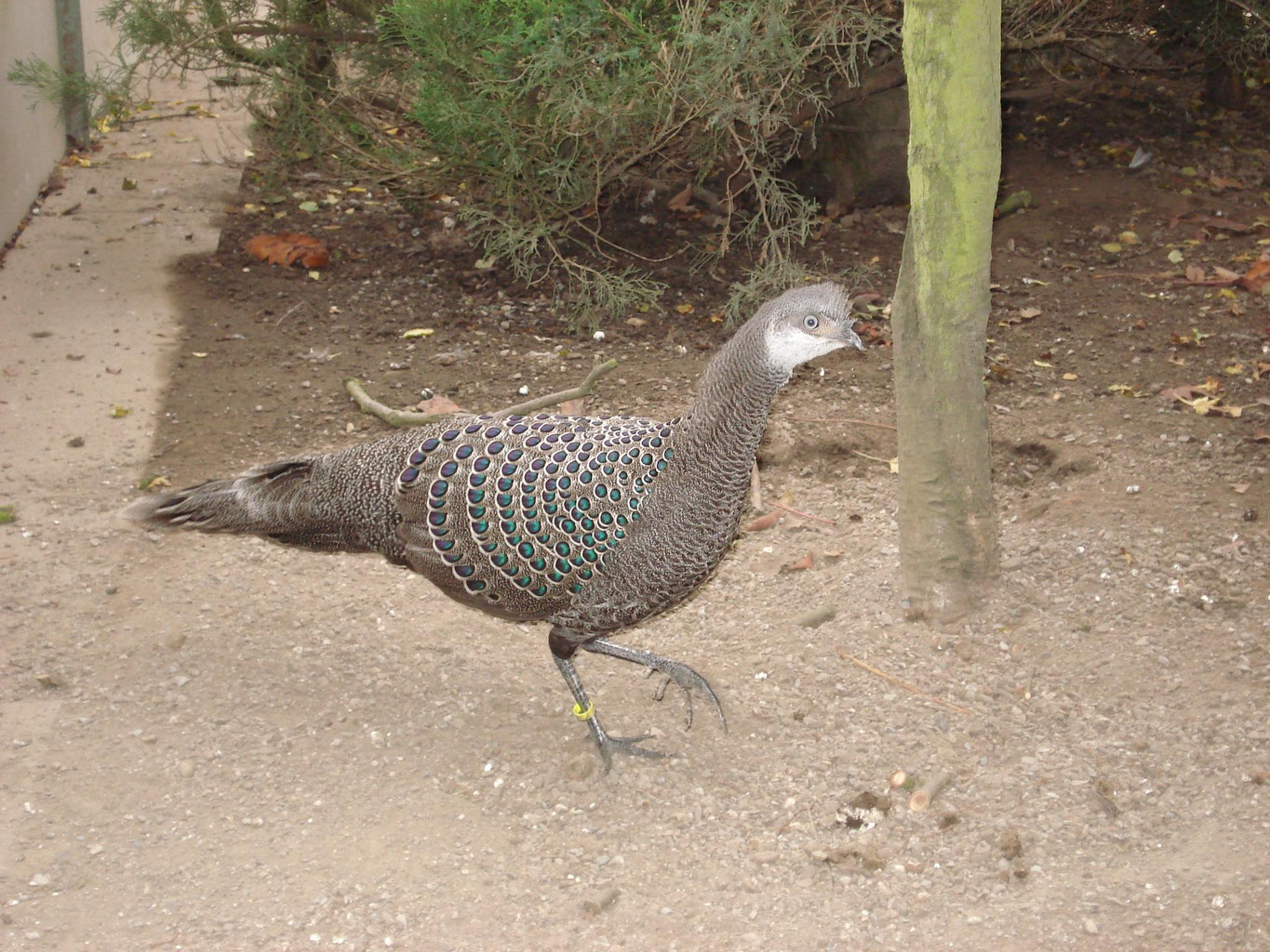 Grauer Pfaufasan Voliere Zugs Webseite Wachteln richtig beschäftigen artgerechte wachtelhaltung ratgeber wachtelzucht wachtelbücher wachtelstall kaufen. grauer pfaufasan voliere zugs webseite