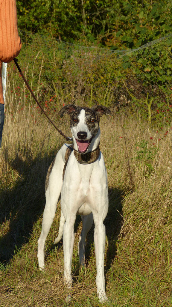 Jannarah de l'Etoile du Centaure - lelki-tars-magyar-agars ...