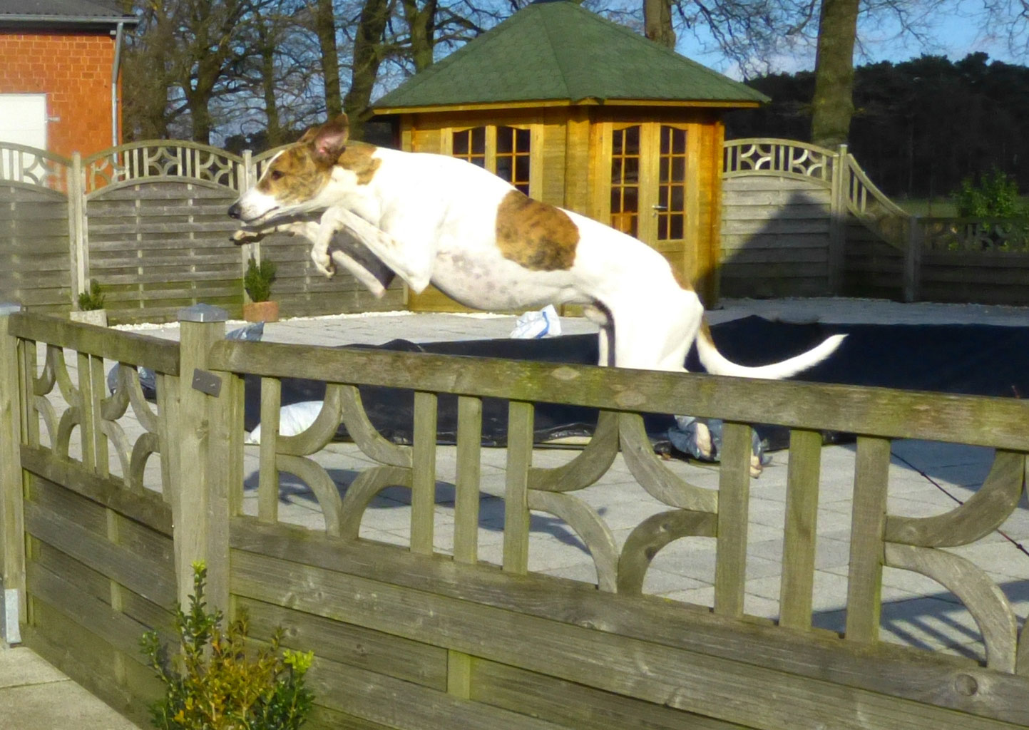 Ibo de l'Etoile du Centaure - lelki-tars-magyar-agars Webseite!