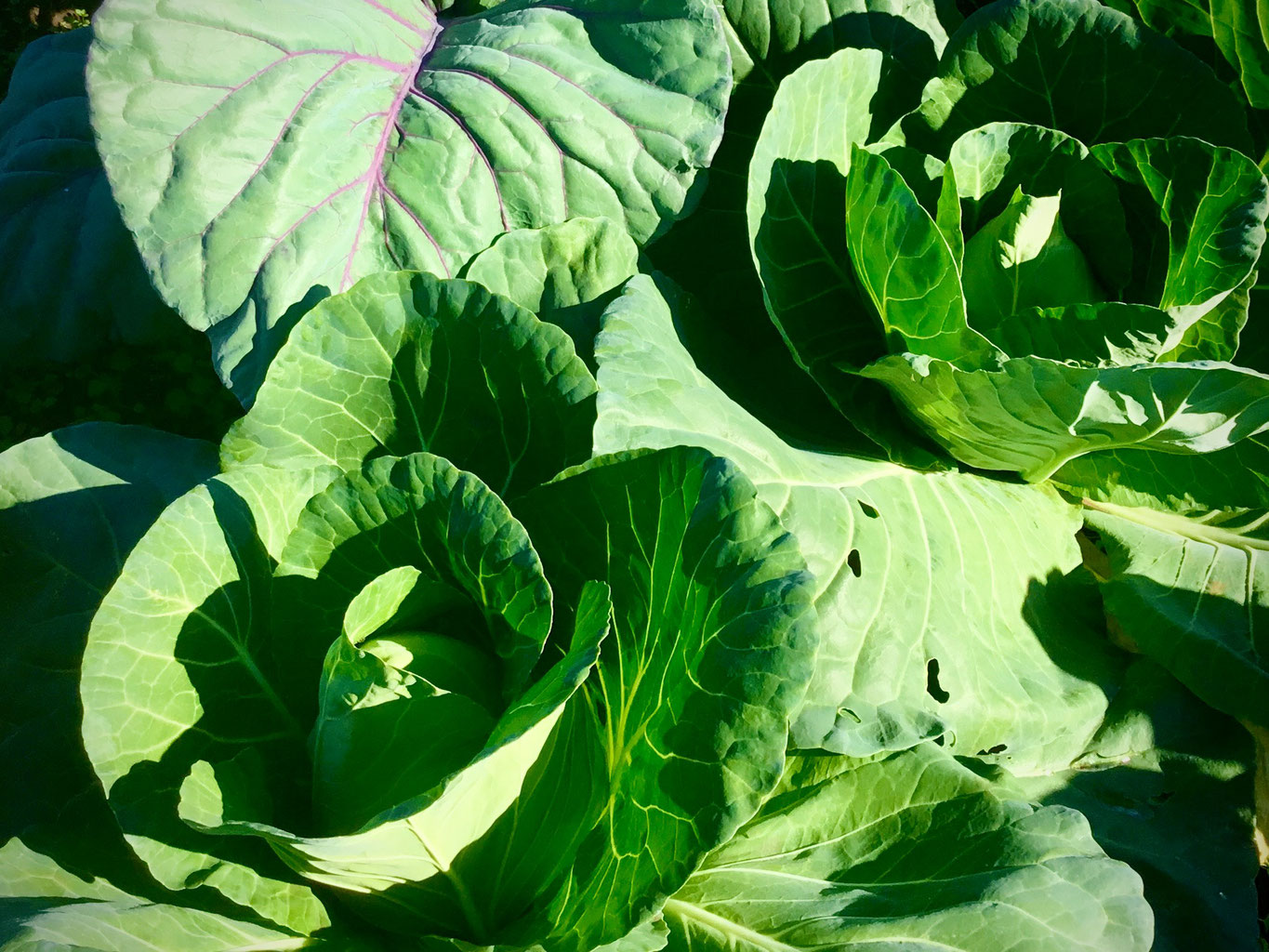 ブログ ブルーベリー タンジョウ農場 季節の野菜
