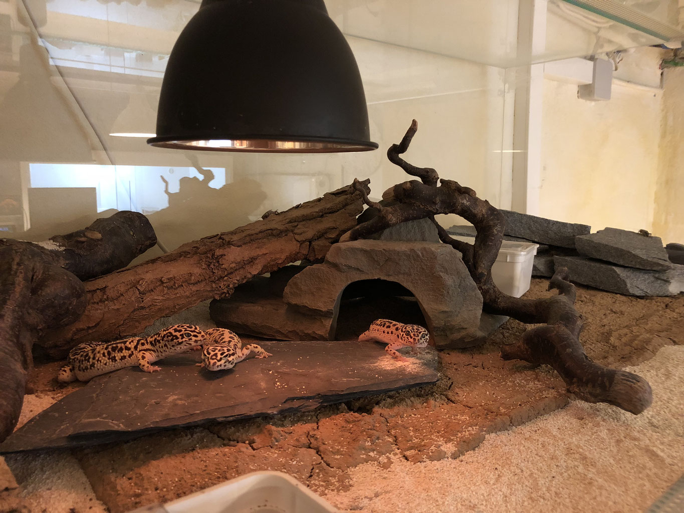 Welches Terrarium für Leopardgeckos Sunset Gecko Zucht