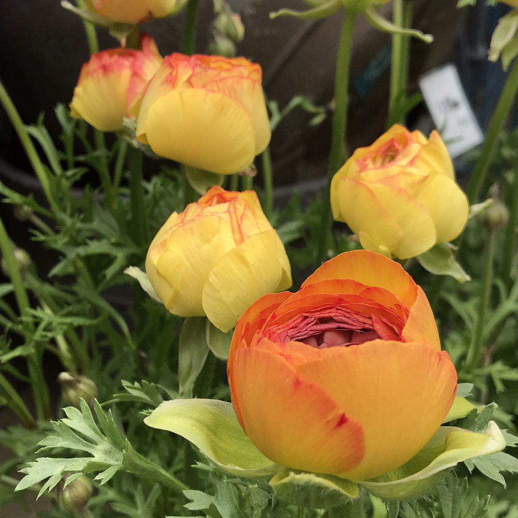 Ranunculus ラナンキュラス ホームplants Gift Goldcrest 移動販売のゴールドクレスト Ranunculus ラナンキュラス ホームplants Gift Goldcrest 移動販売のゴールドクレスト