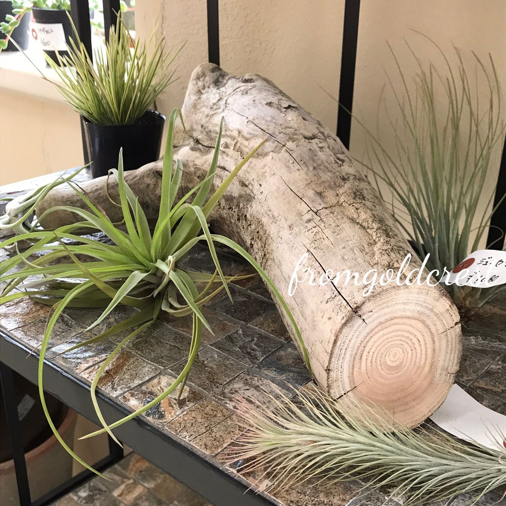 In door plants - ホームPlants＆Gift GoldCrest 移動販売のゴールド