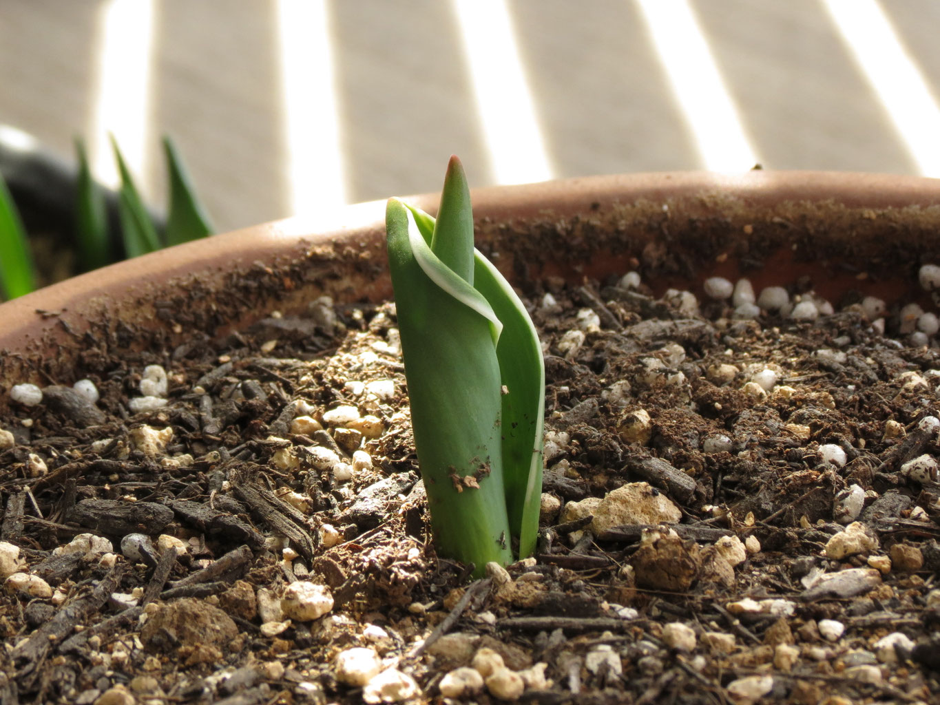 チューリップの葉芽 Atelier Sachic ｱﾄﾘｴ ｻﾁｯｸ