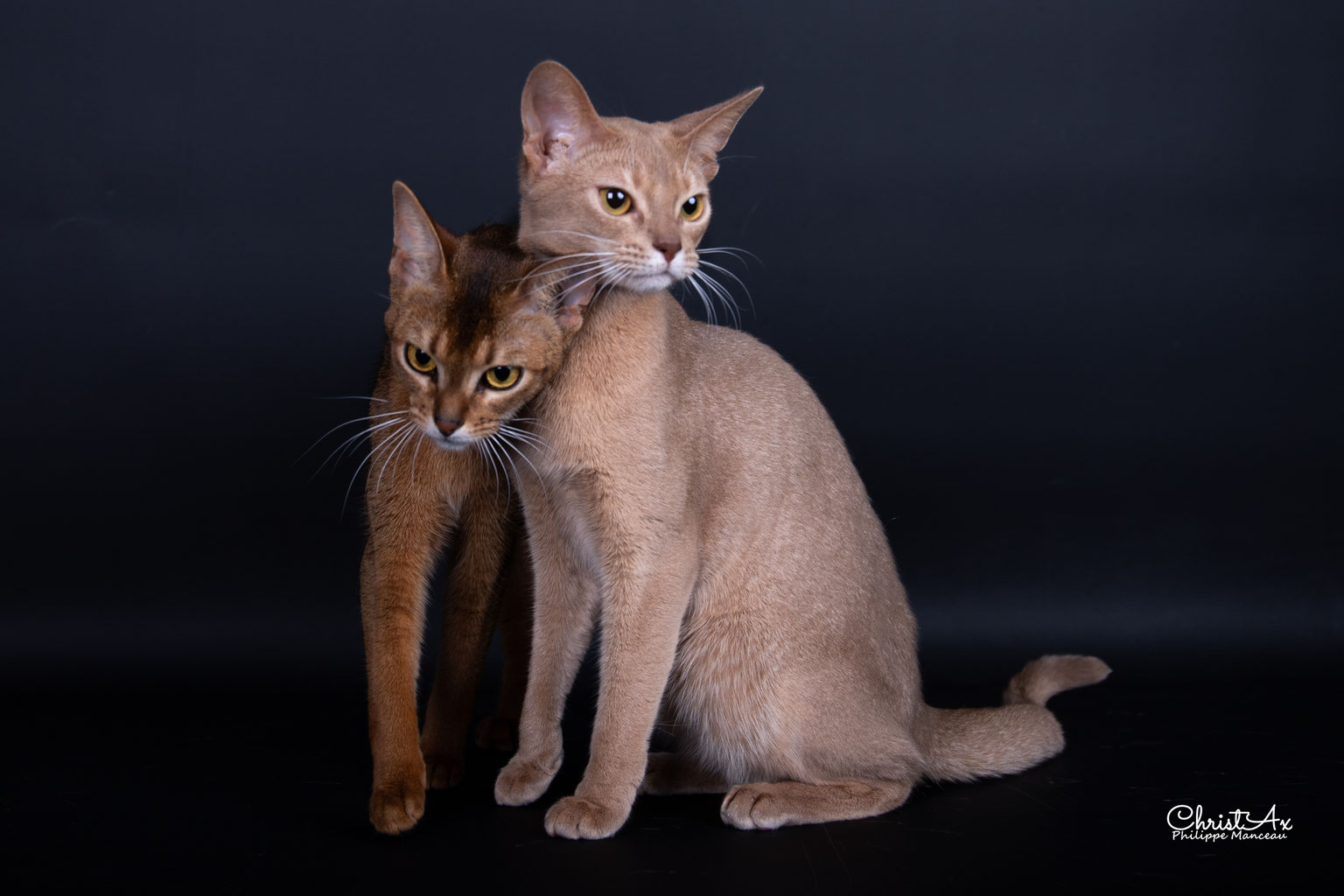 Les Eleveurs Abyssin Somali De Paris Et D Ile De France Isal Club Des Chats Somali Et Abyssin