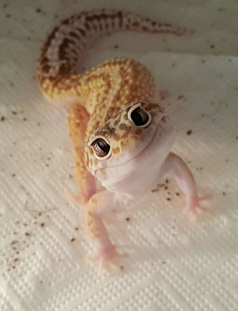 Es beginnt wie es beginnt... - der-leopardgecko