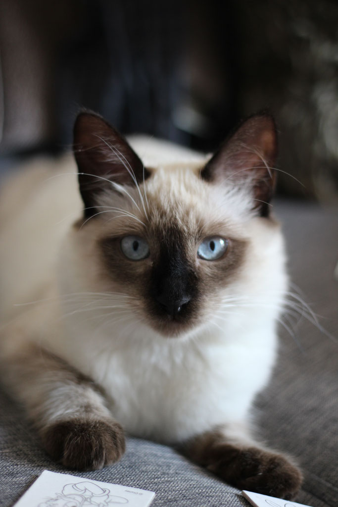 Le Siamois Balinais Les Petits Chats Siamois