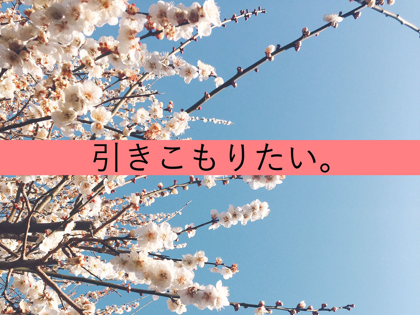 カタン学概論 カタン初心者一橋生が教えるルールと戦略 ヒトツマミ