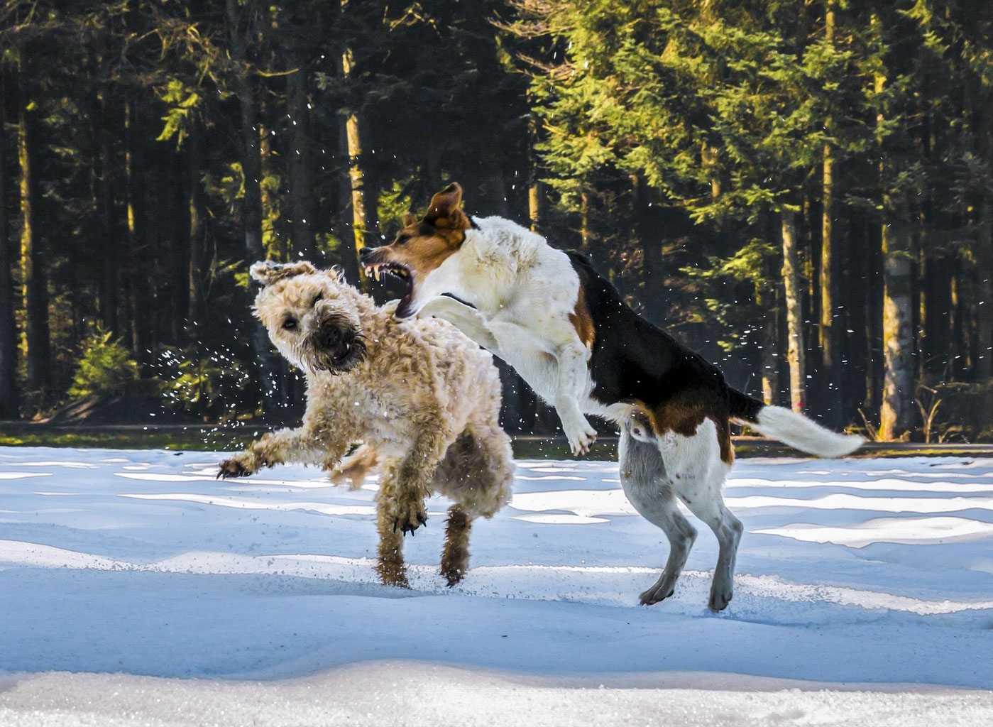 24 Hunde Ohren Stellung Bedeutung Soislee