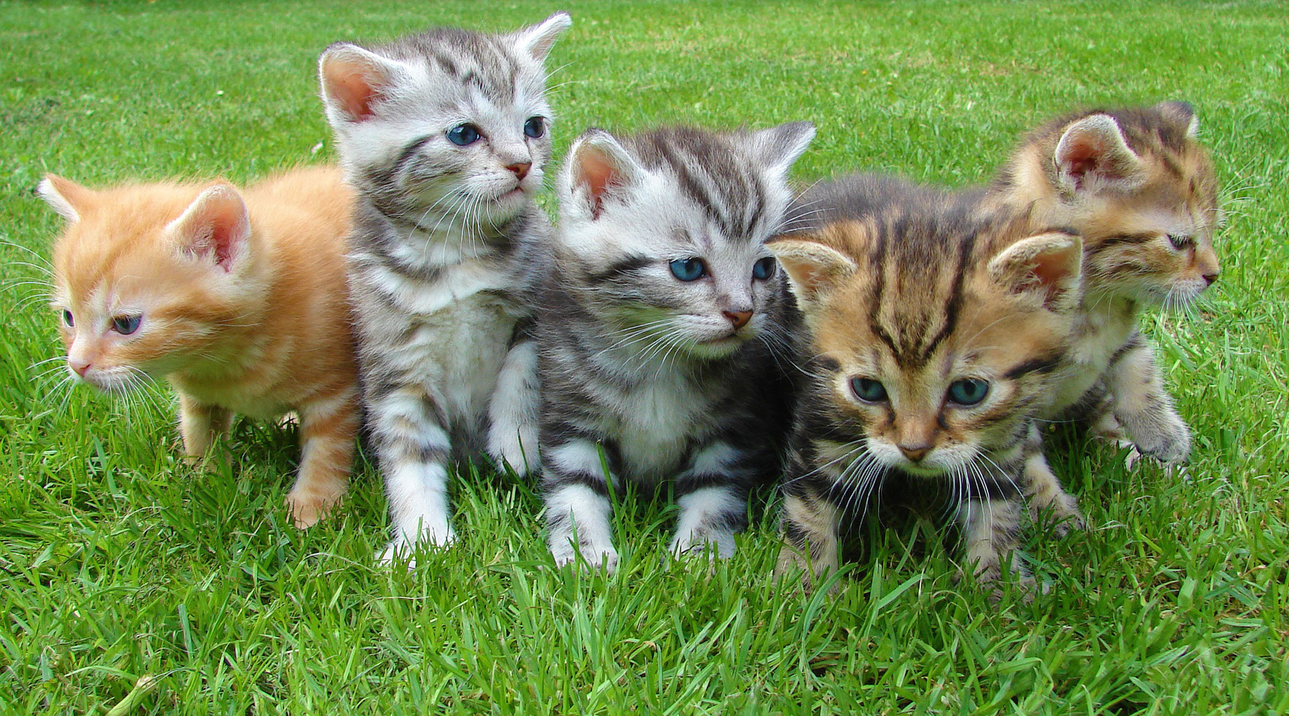 katzensitter bensheim heppenheim weinheim tierbetreuungs agentur lorenz noll