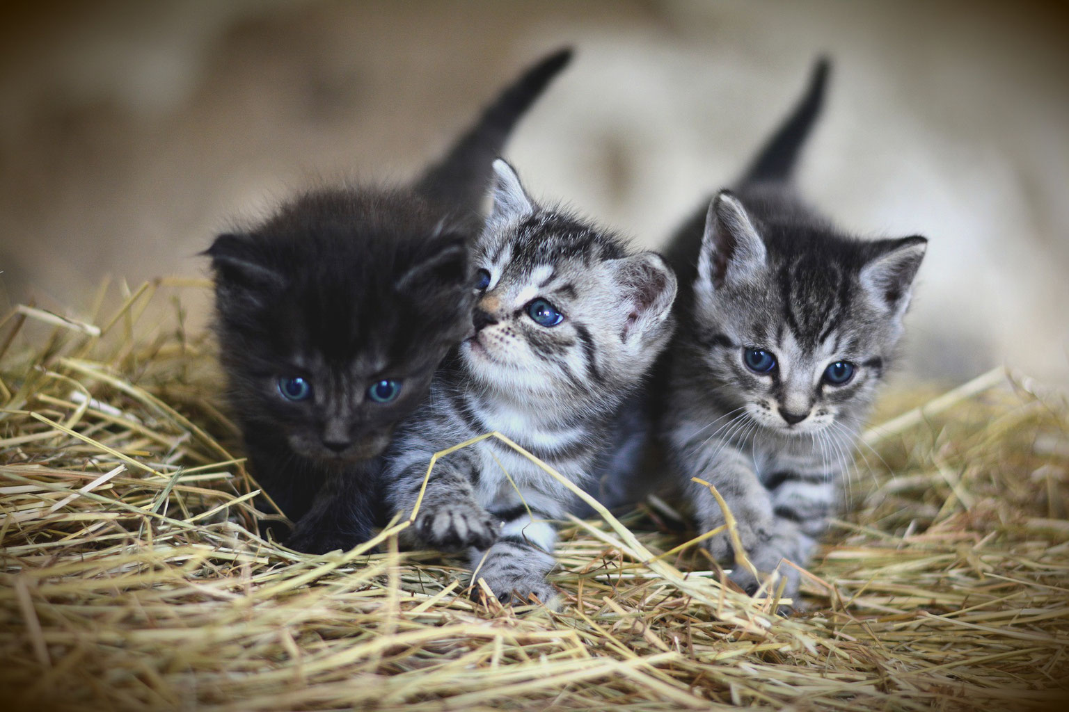 katzensitter hanau gelnhausen tierbetreuungs agentur lorenz noll