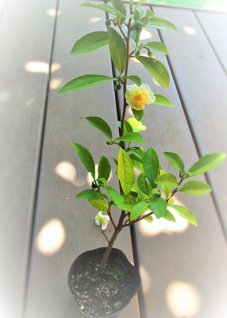 茶 苗木 - 品種のお茶専門店 心向樹 日本茶 品種茶 通販 web