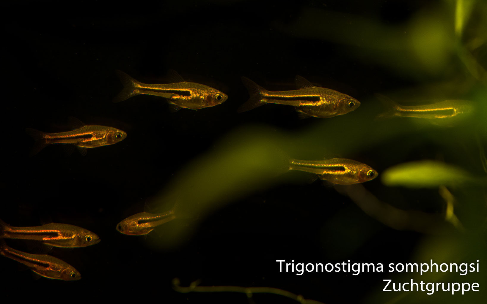 Trigonostigma somphongsi Der Siamesische Zwergbärbling fischgarages