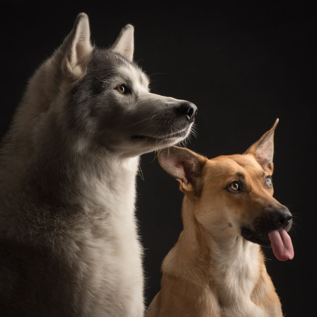Social Walk erdbeerhund Hundetraining/Ernährungsberatung/Naturheilkunde