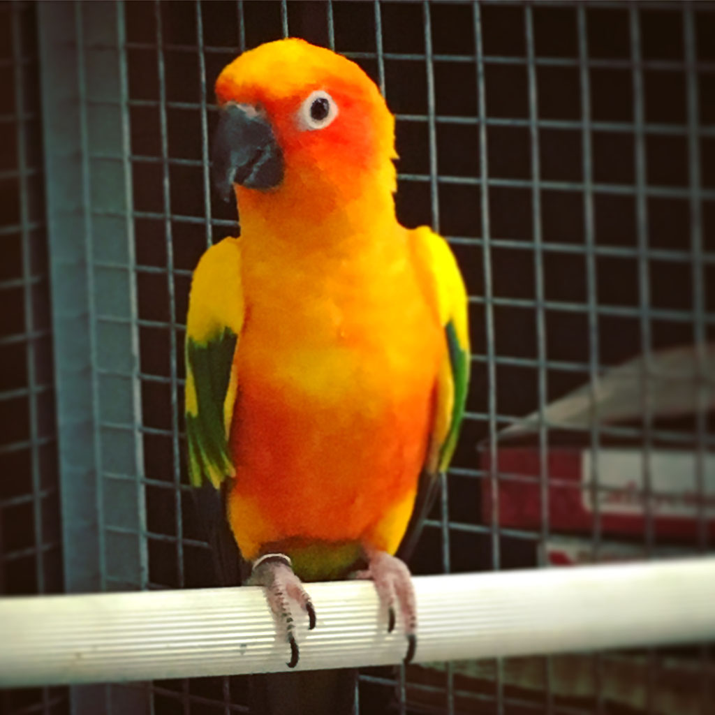 Conuro Del Sole Aratinga Solstitialis Allevamento Amatoriale Pappagalli Inseparabili Fischeri Inseparabilipm