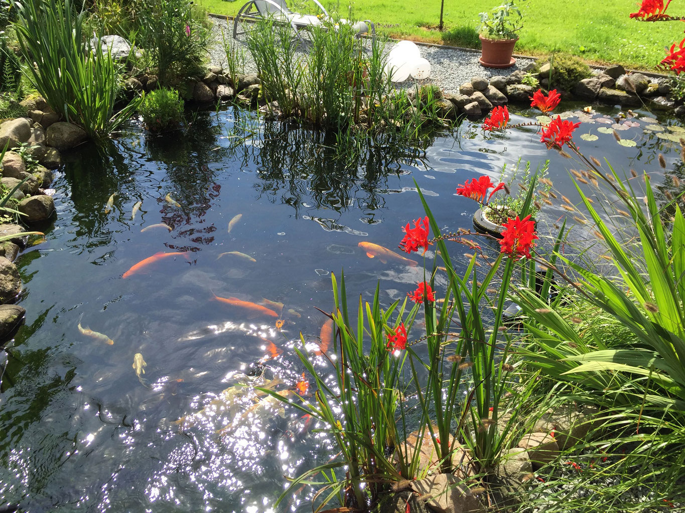Teich absaugen Oberflächensauger mit Motor Oase SwimSkim 50 Skimmer
