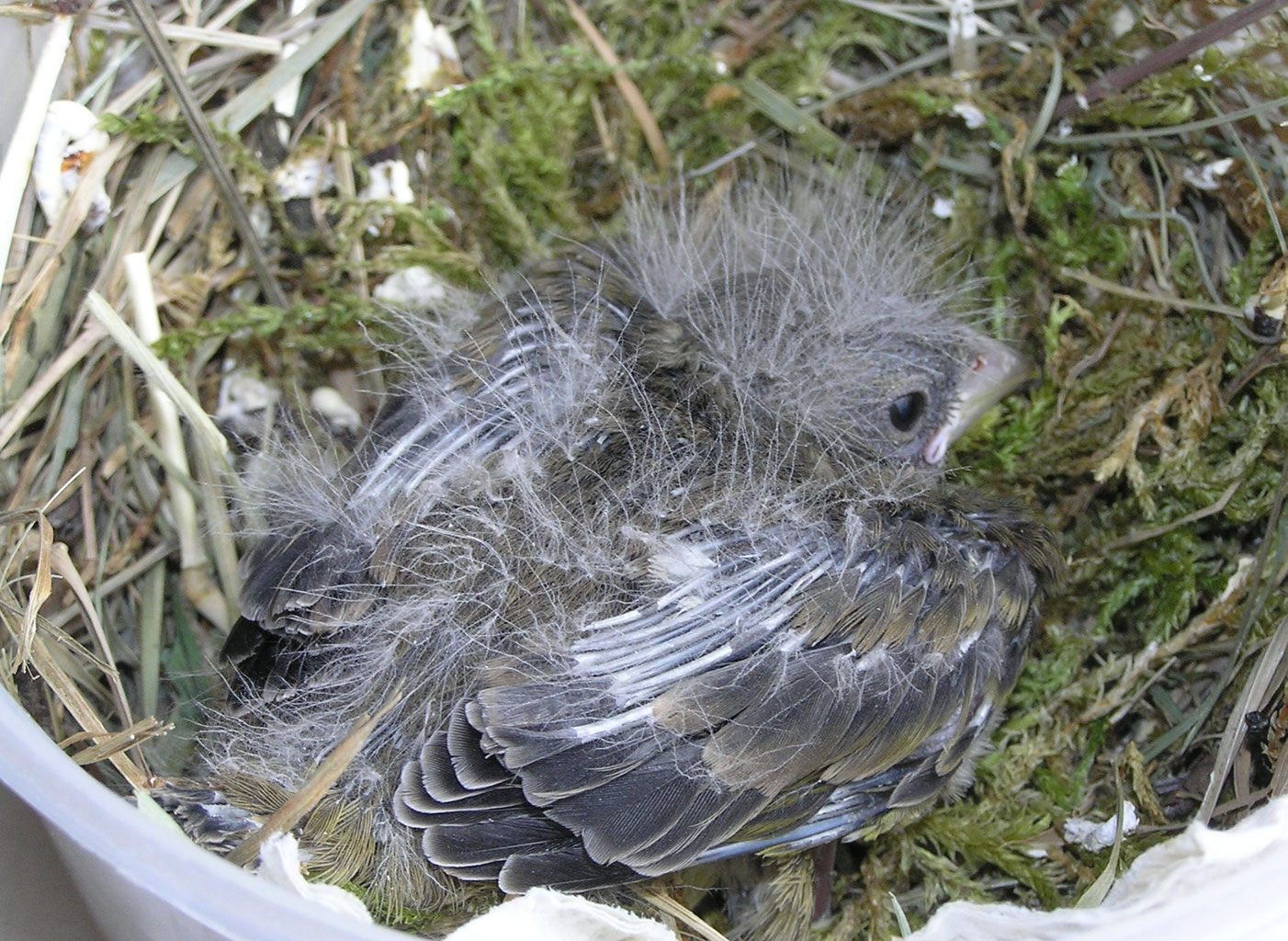 Vogel gefunden? NABU Ulm / Neu Ulm