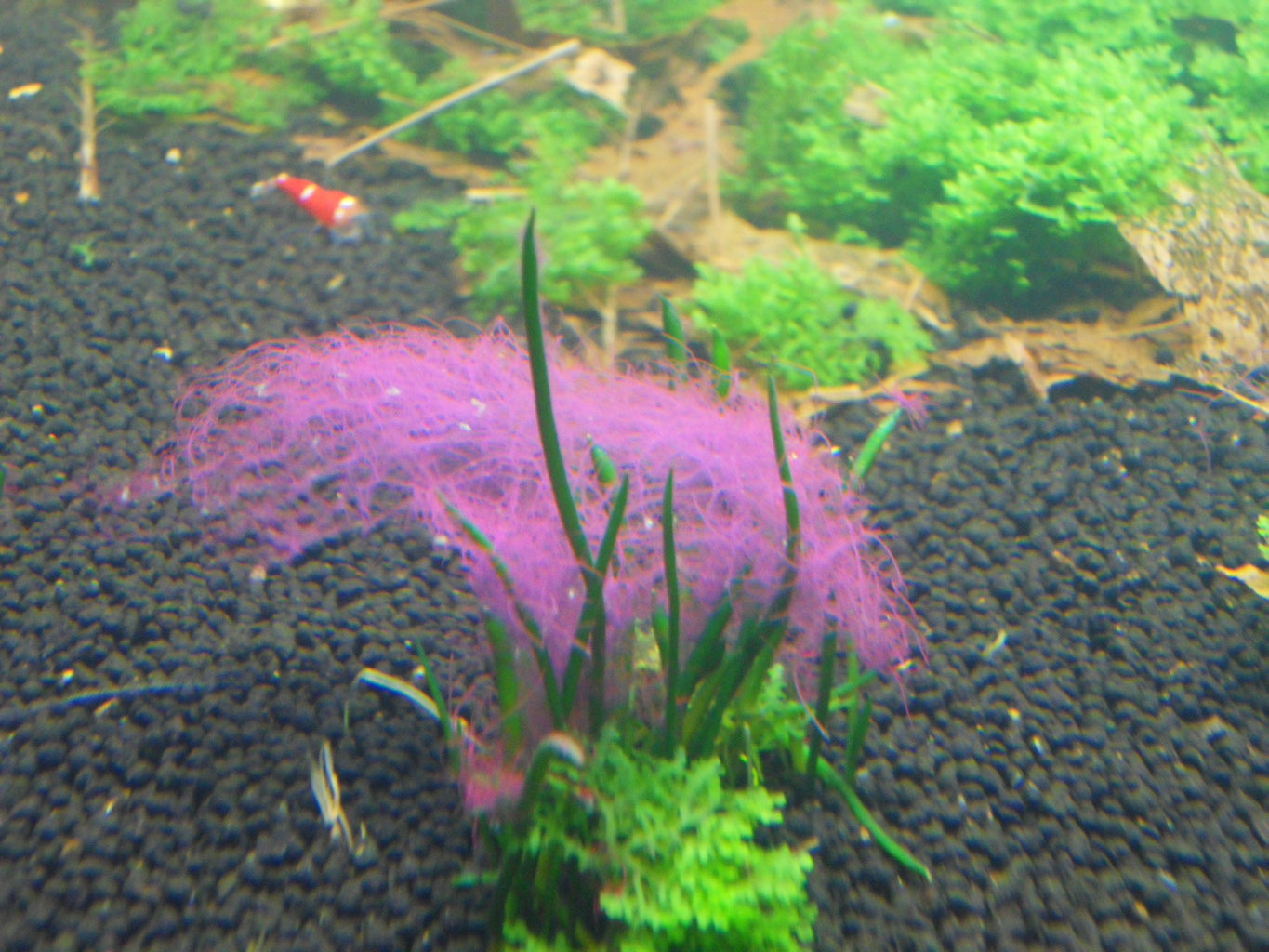 www.shrimpfarm-frankfurt.de