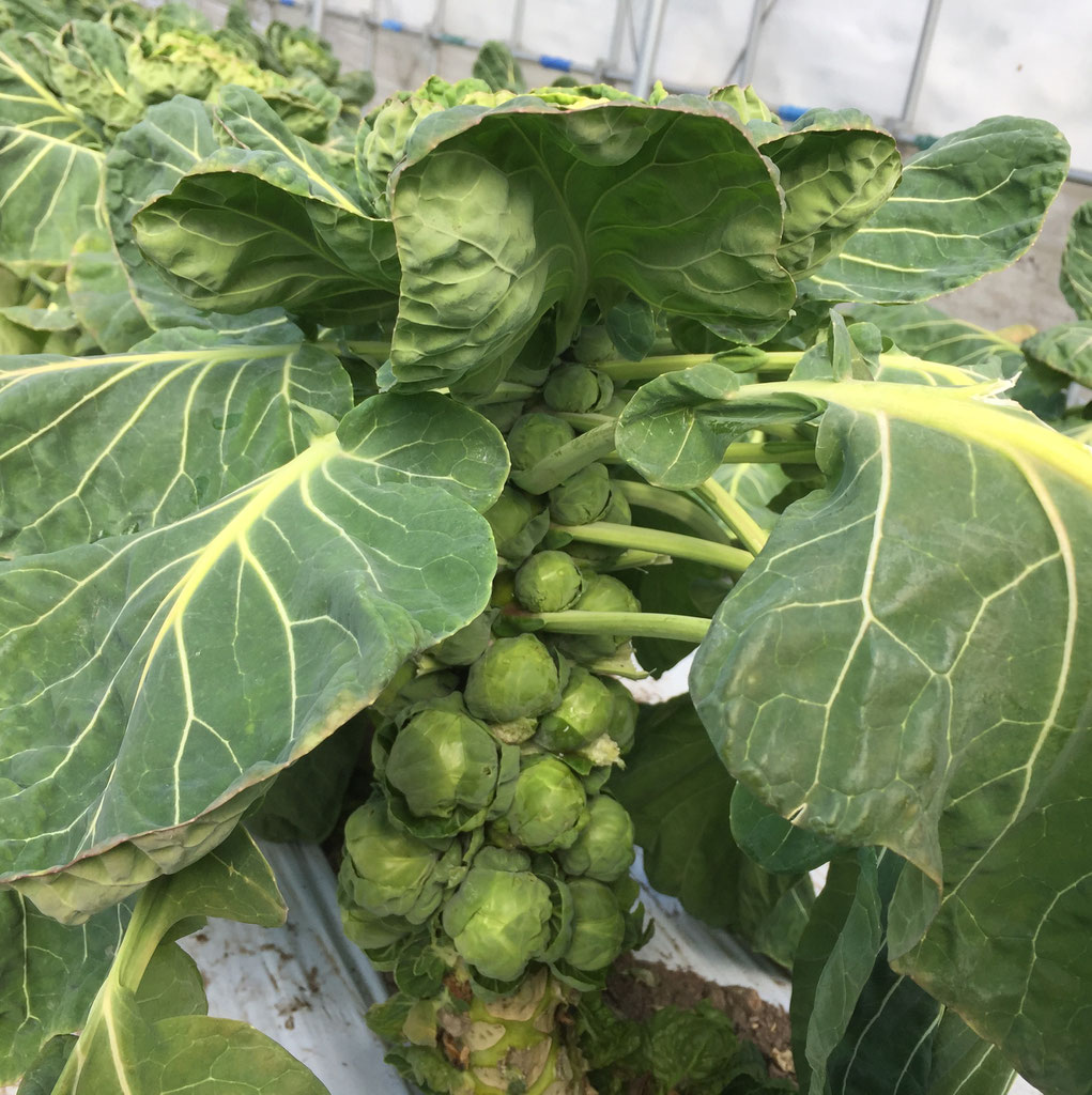 冬 芽キャベツ他冬野菜収穫体験 むらやま観光なび