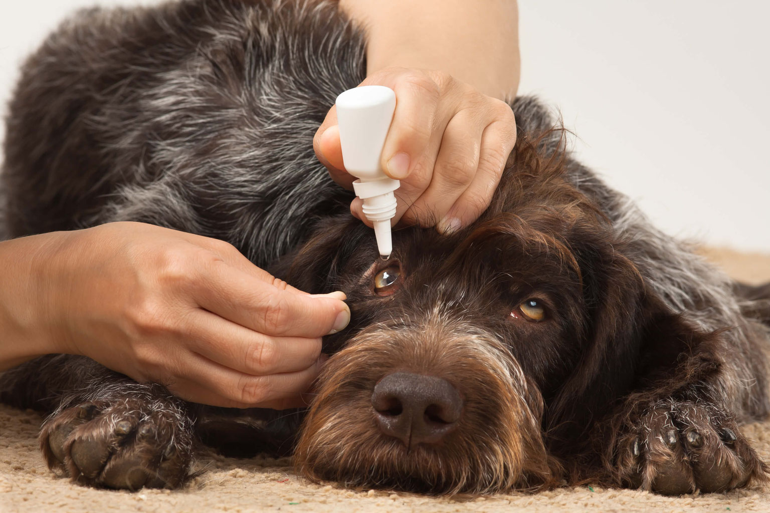 Medical Training für Alltag und Tierarztbesuche Tierbewusst