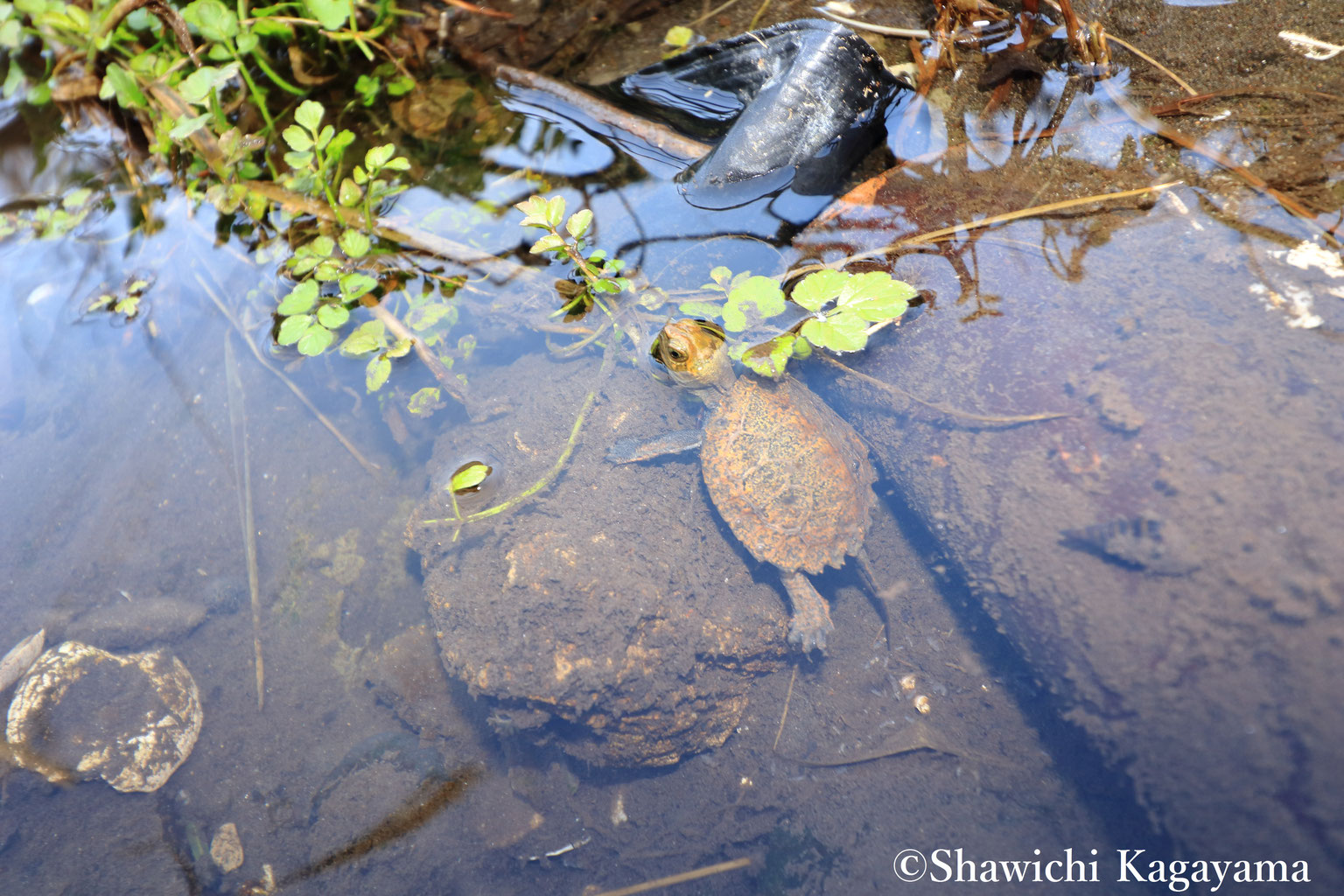 Freshwater Turtle - Shawichi Kagayamas Website
