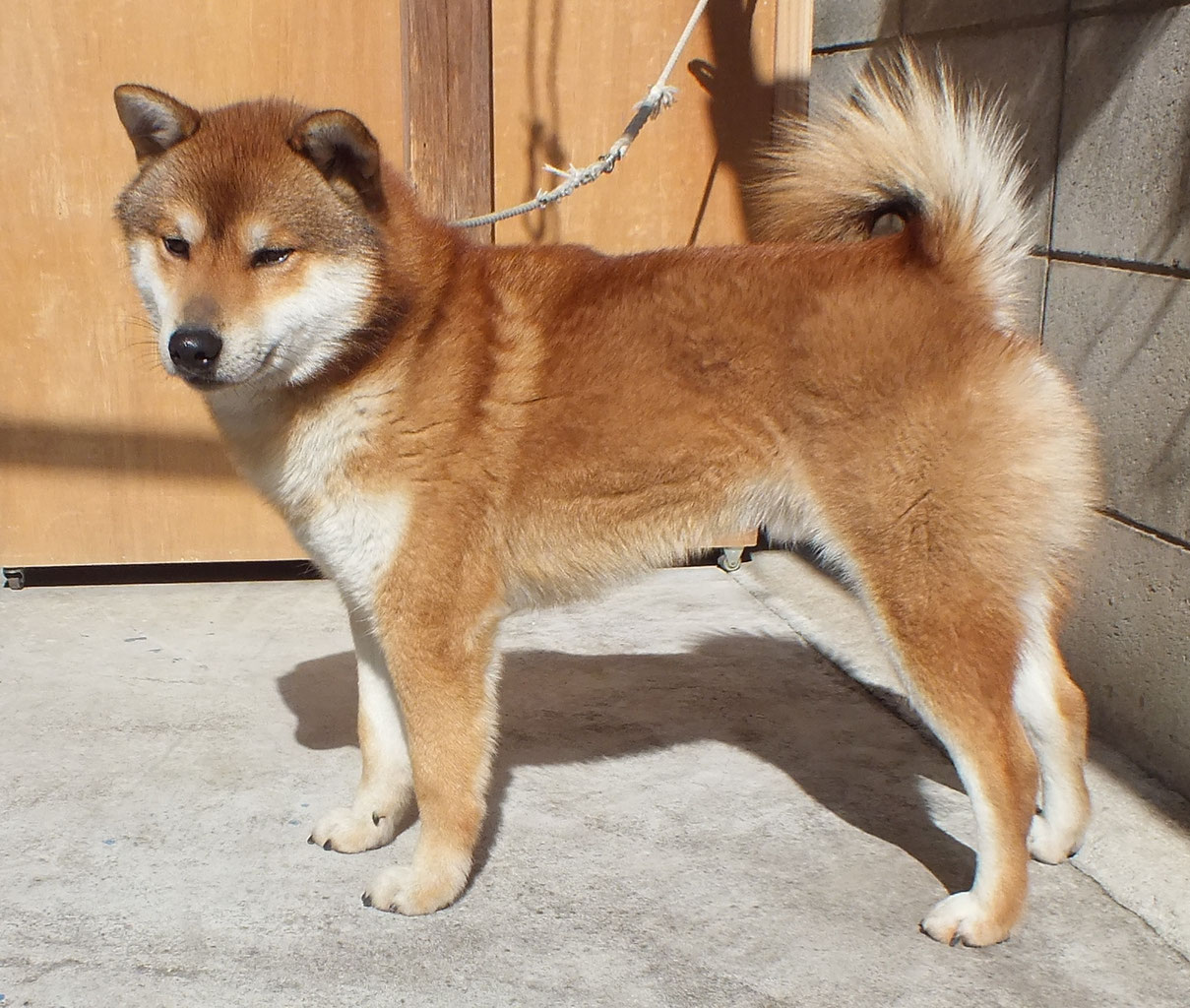 柴犬 里親募集 柴犬ハウス 柴犬ブリーダー 子犬販売 里親募集 柴犬 里親募集 柴犬ハウス 柴犬ブリーダー 子犬販売 里親募集