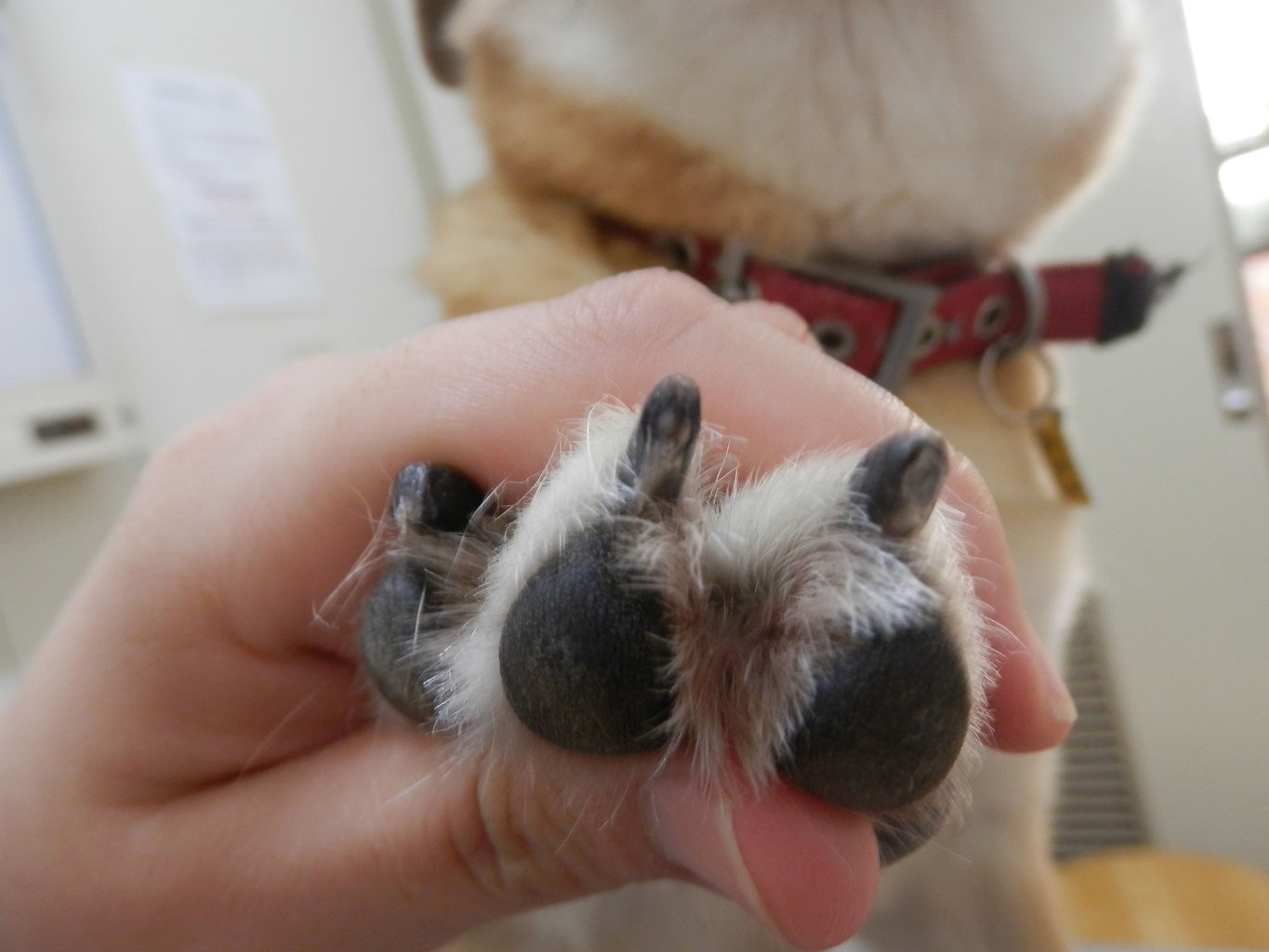 爪切り 黒い爪編 豊見城の動物病院 ながいペットクリニックの ページ