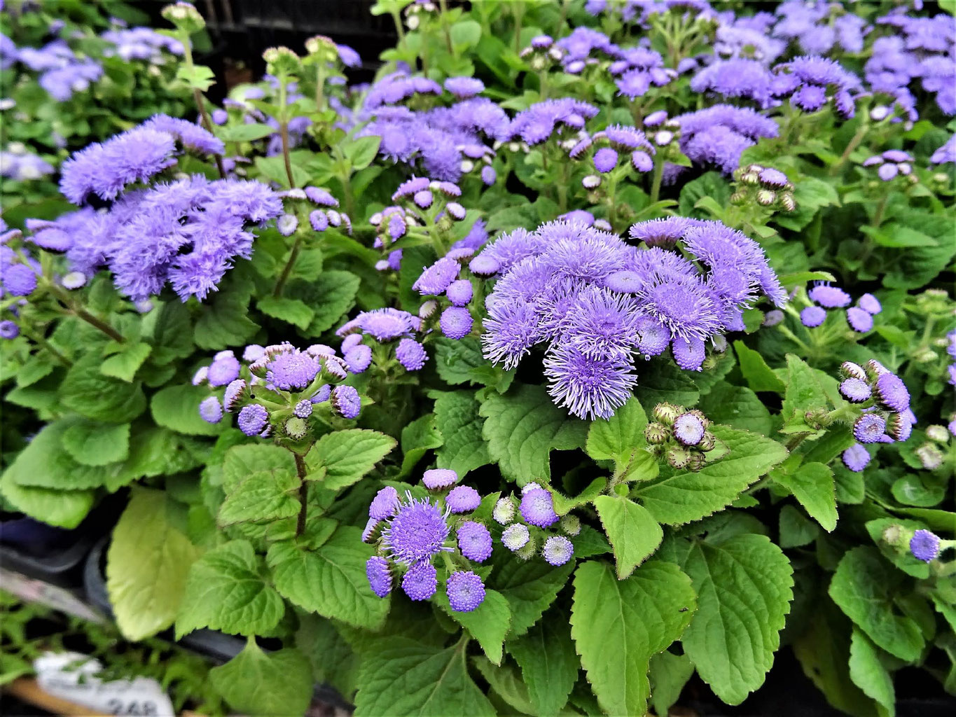 今日の誕生花は アゲラタム です 板宿八幡神社 今日の誕生花は アゲラタム です 板宿八幡神社
