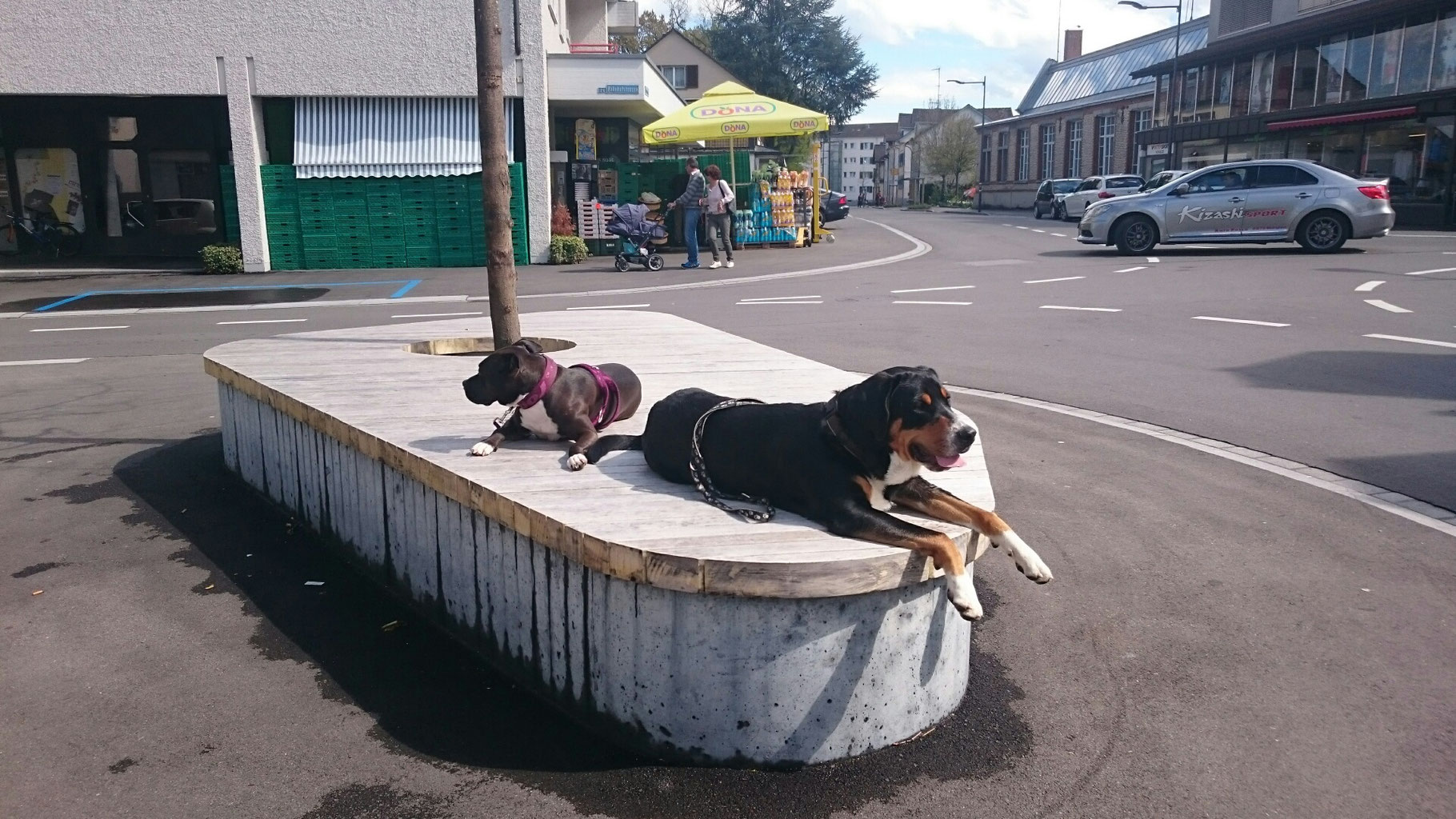 2 hunde kennenlernen