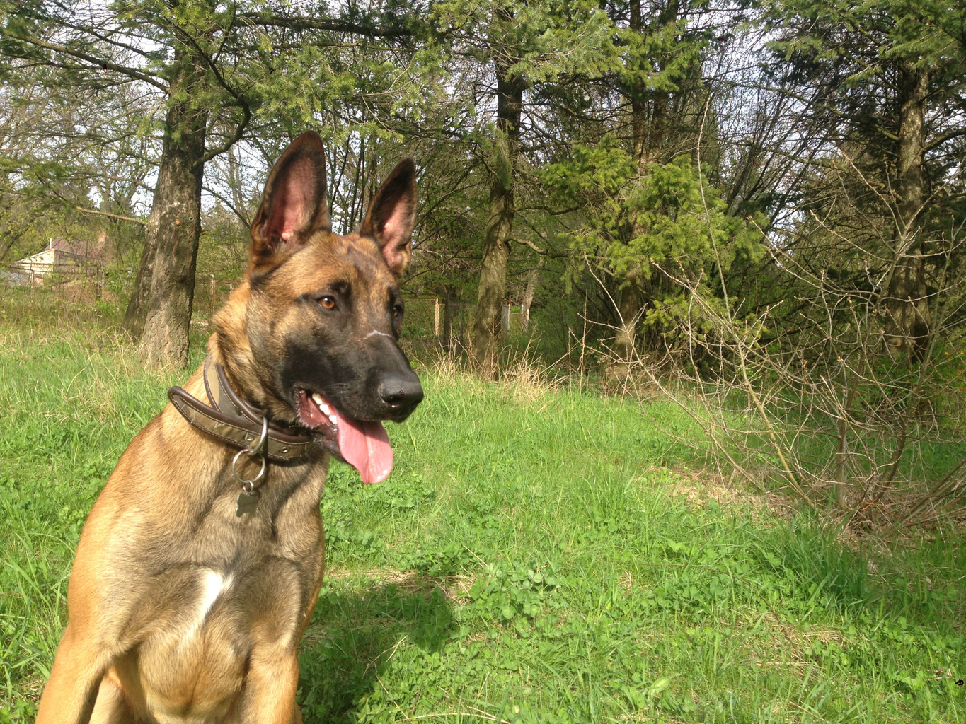 Школа интересной дрессировки - Сам Себе Кинолог - Видеокурс по дрессировке