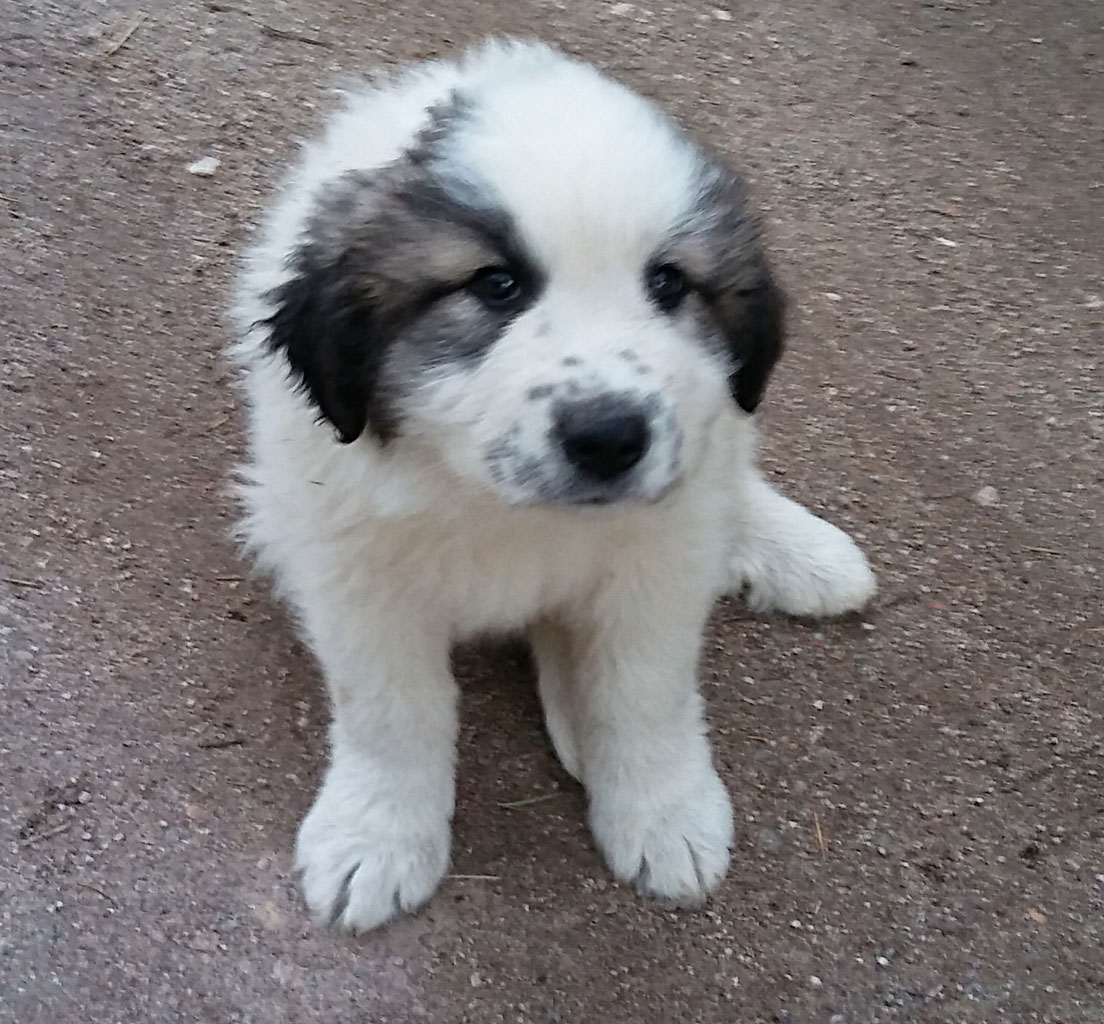 Chiot Montagne Des Pyrénées à Vendre Ferme Biologique Et