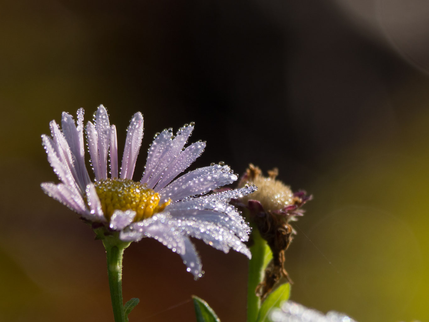 80 Geburtstag Eggert Schwartens Webseite
