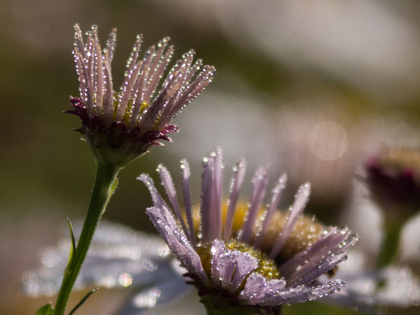 Gedichte Zur Jugendweihe Passende Gedichte