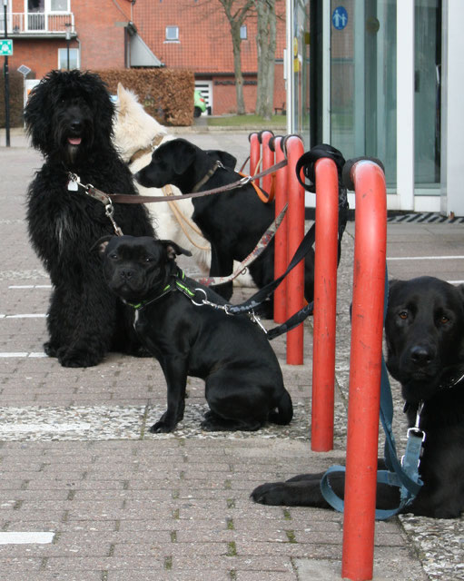 Hundeführerscheine und Sachkunde Hundeschule BuchholzHunde