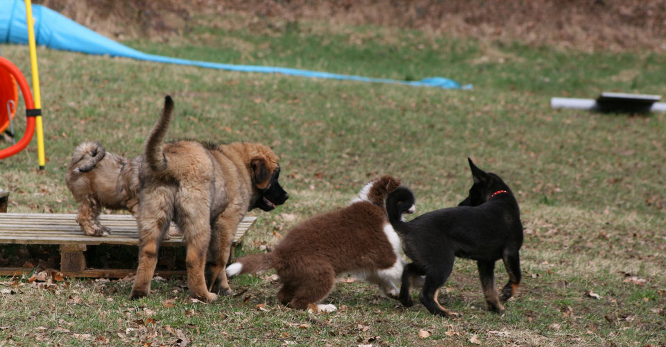 Erziehung Hundeschule BuchholzHunde