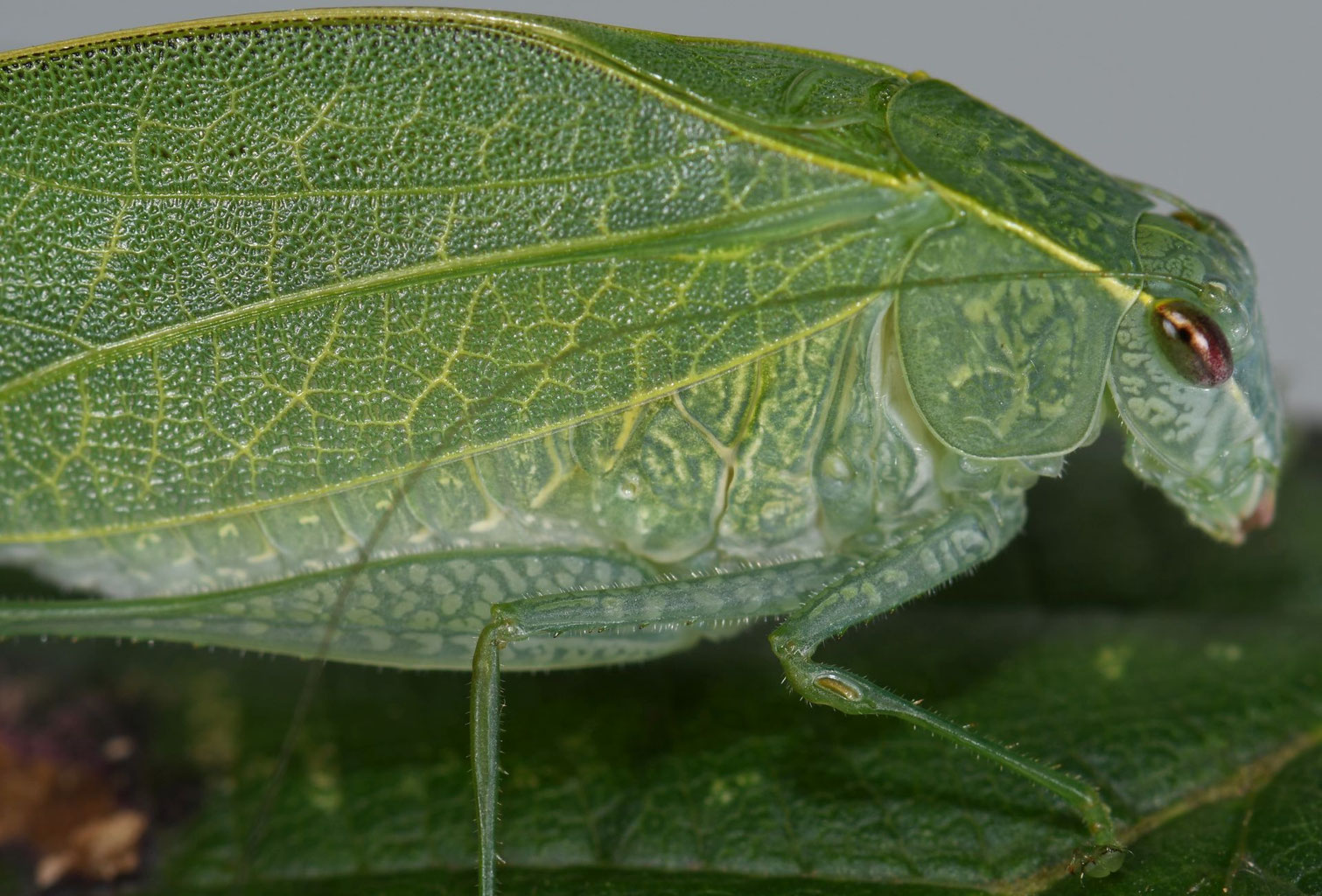 Eurycorypha sp. saltatoria.info Haltung und Zucht von Heuschrecken