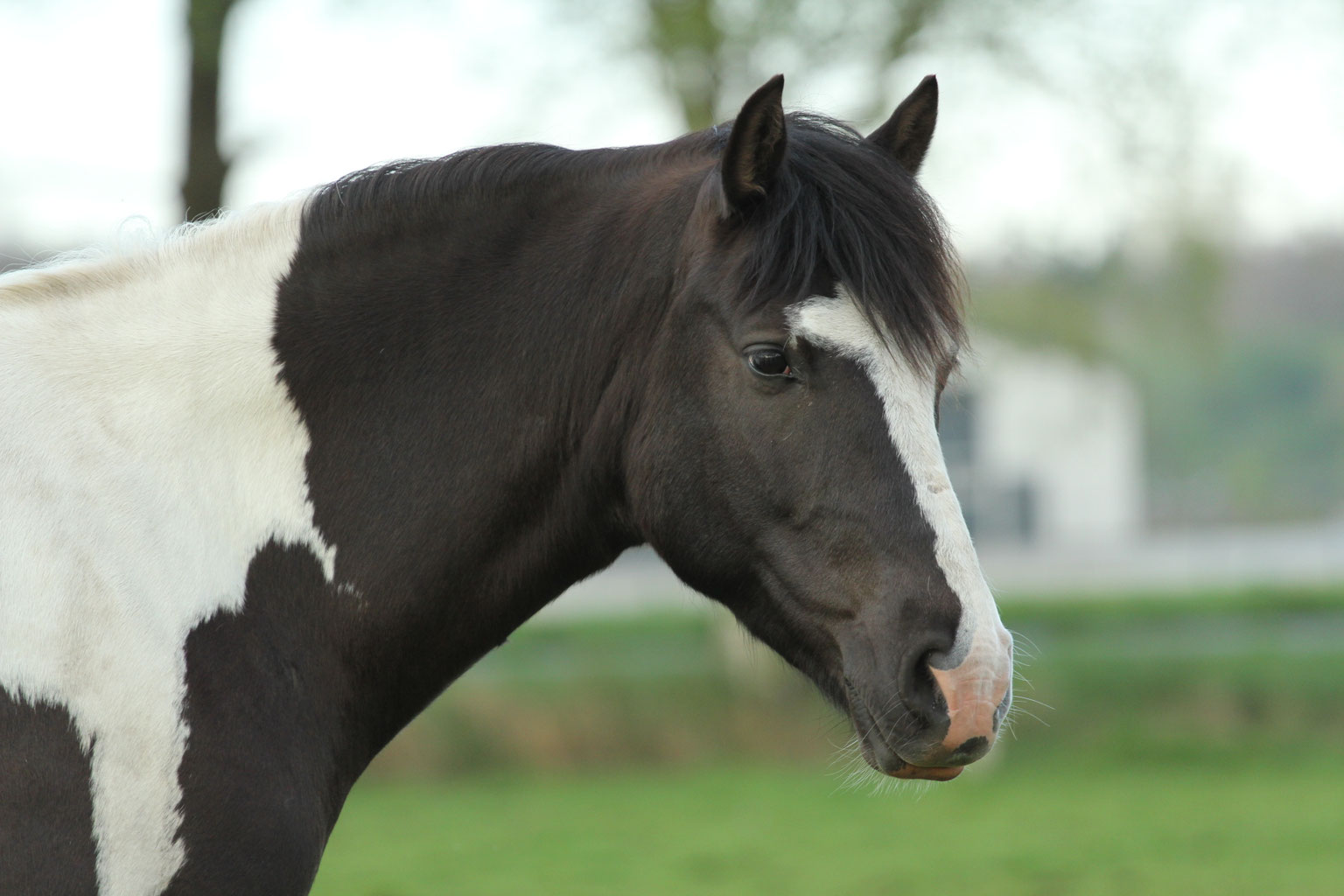 Comox diekleineponyfarms Webseite!
