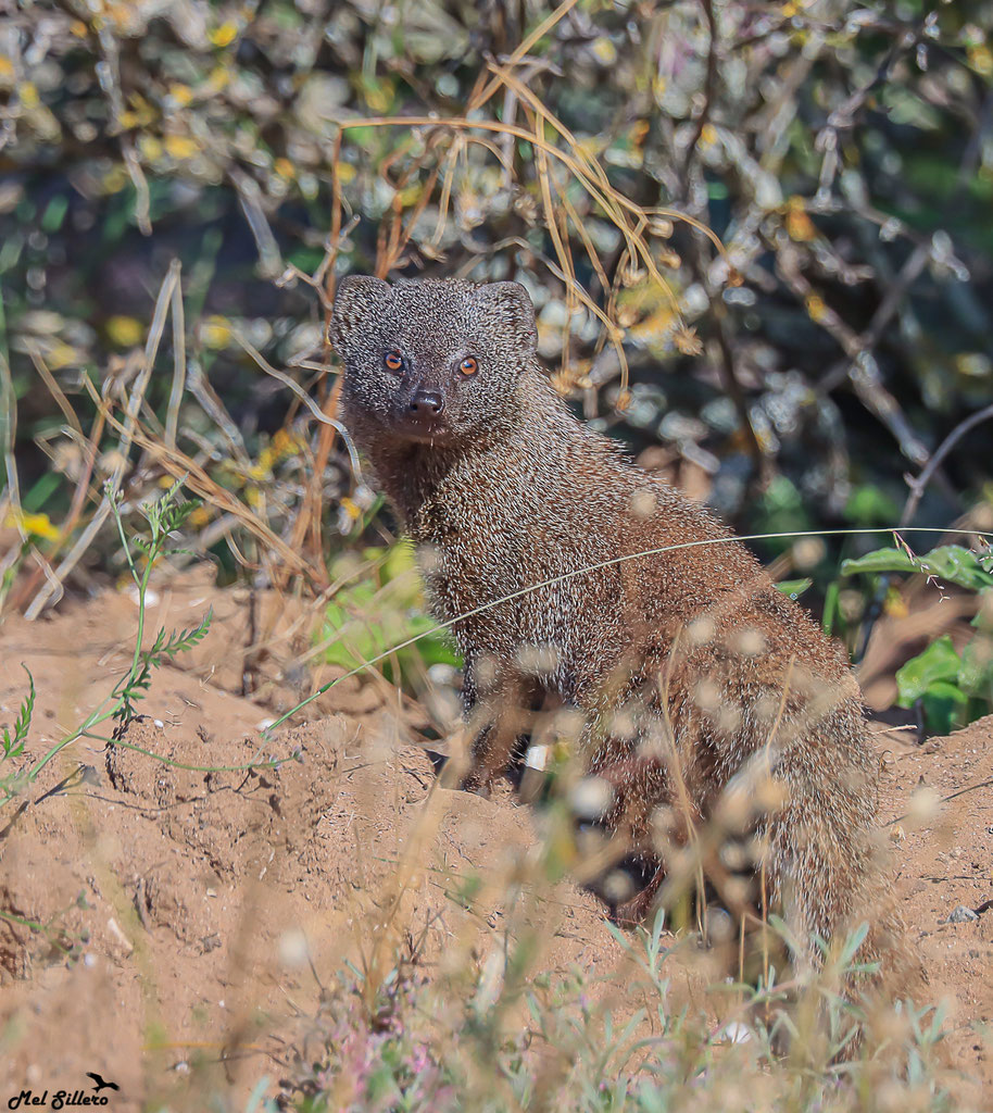 Mangosta gris del Cabo (Galerella pulverulenta) El Rincon del Botanico