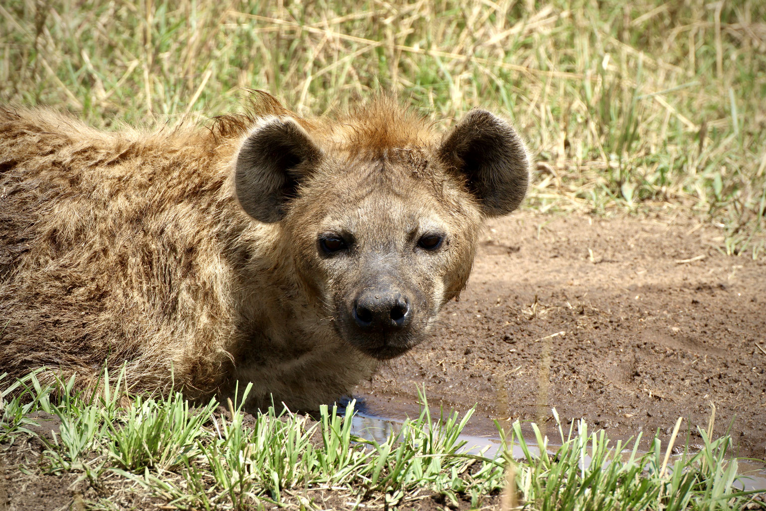 Pelaje mosquero prominente