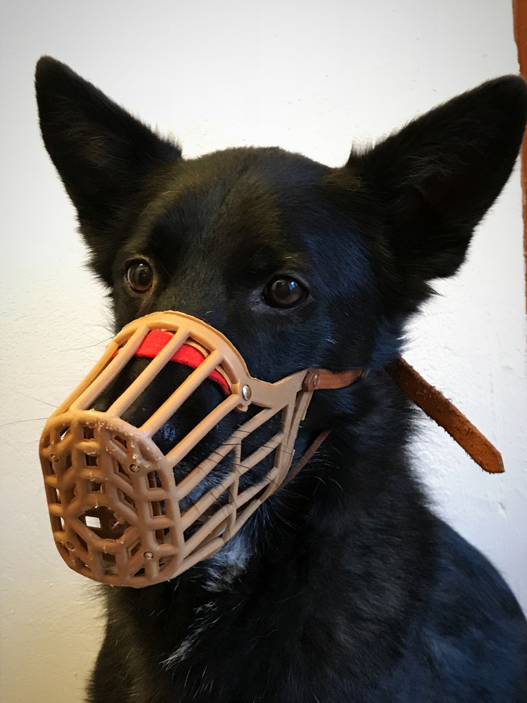 Leistungsverzeichnis Hund Dr. Surholt Tierarzt für Cuxhaven