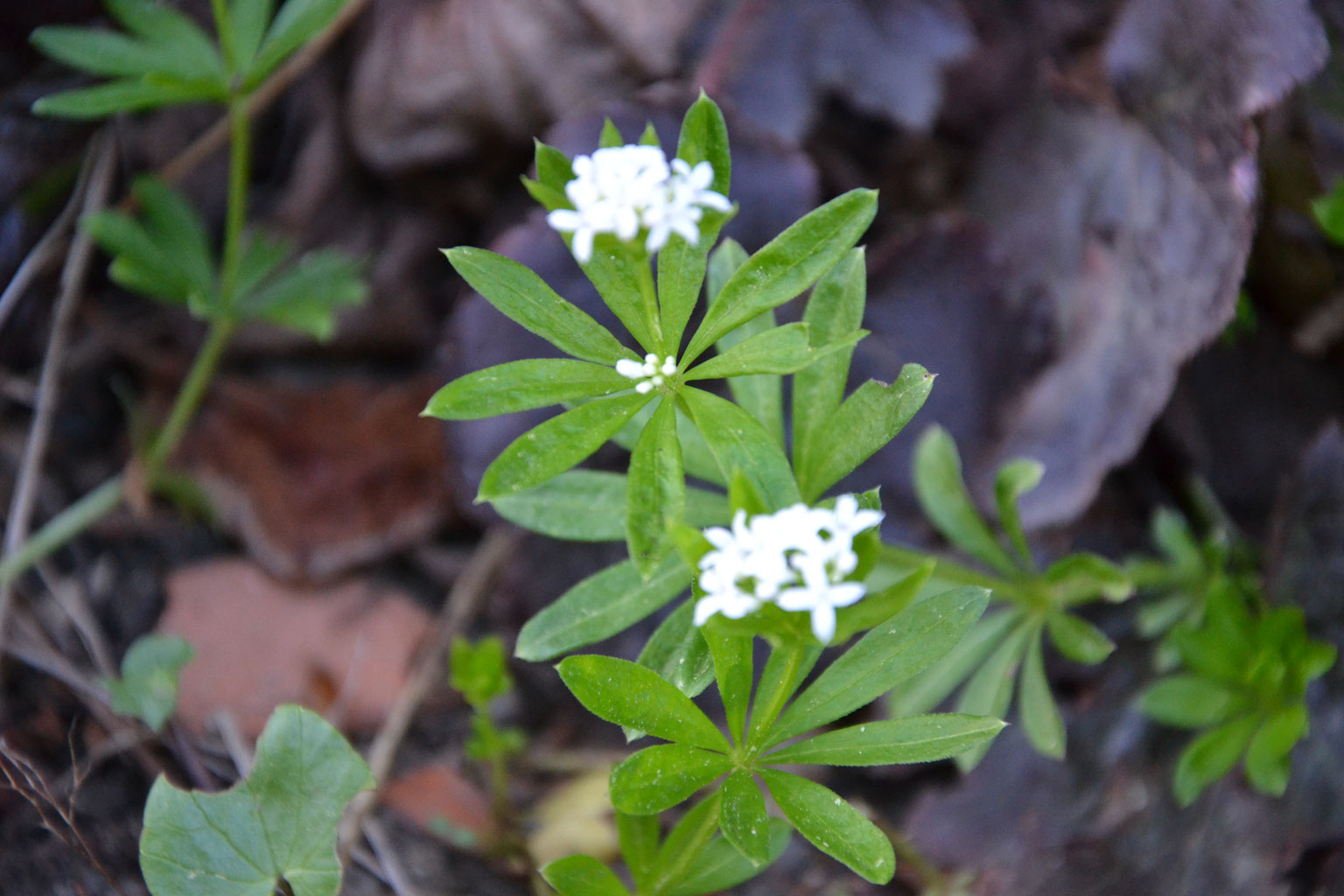 Waldmeister Kräuterstadl Reut