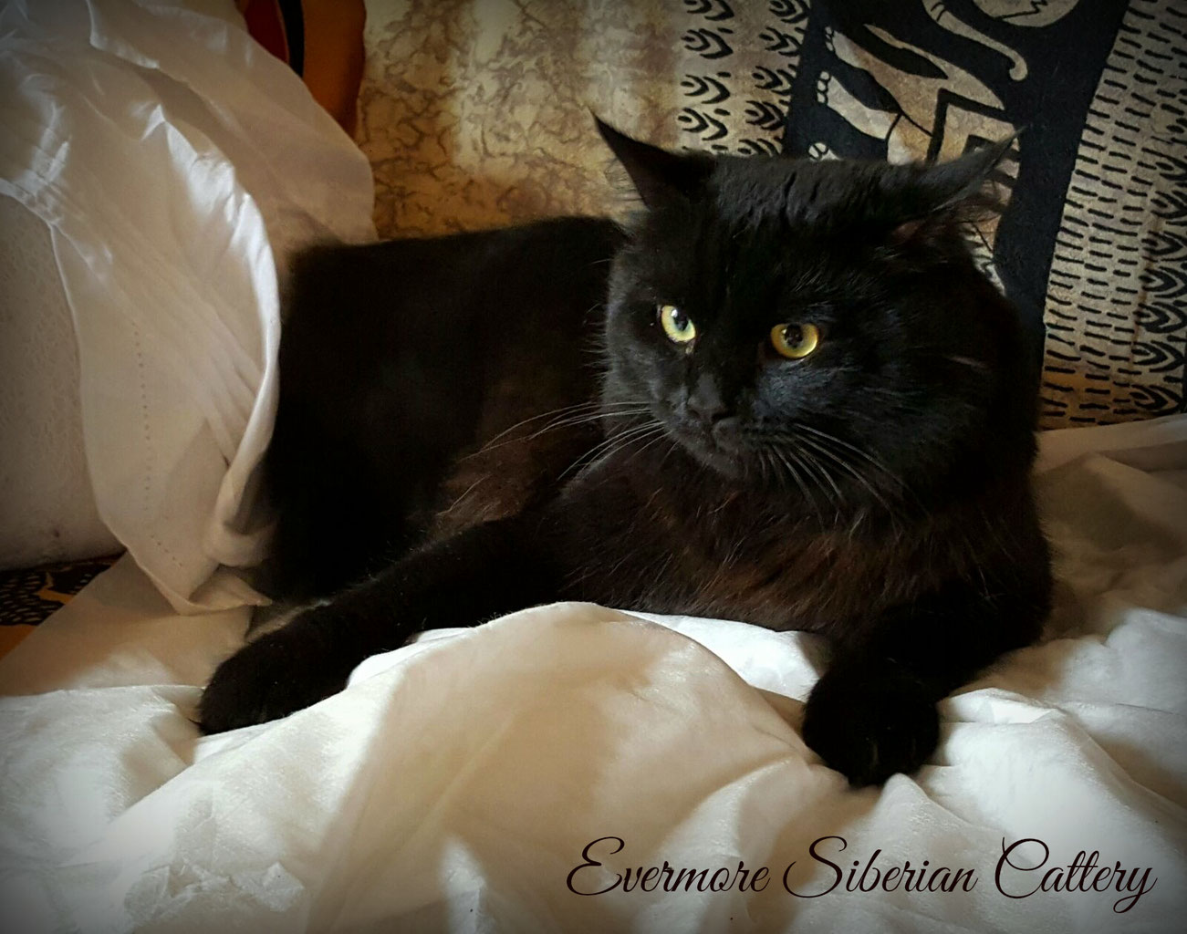 Nero gatto sesso
