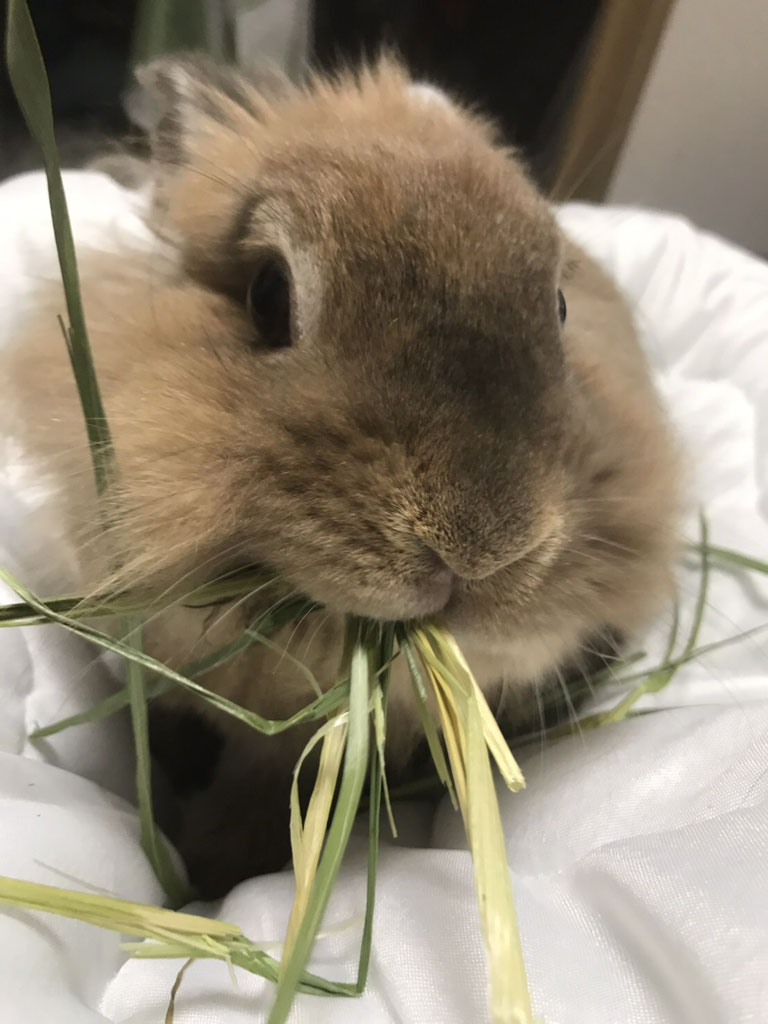 掃除機うさぎ うさぎ飼育の もねもかどっとねっと 掃除機うさぎ うさぎ飼育の もねもかどっとねっと